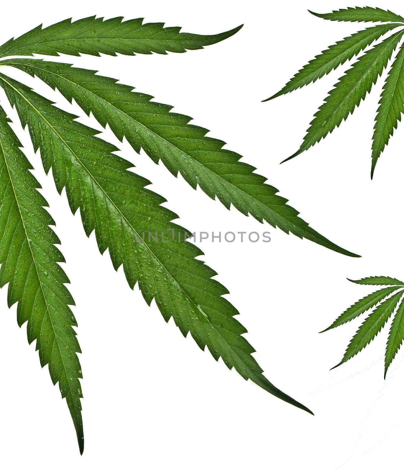 cannabis leaf by kornienko