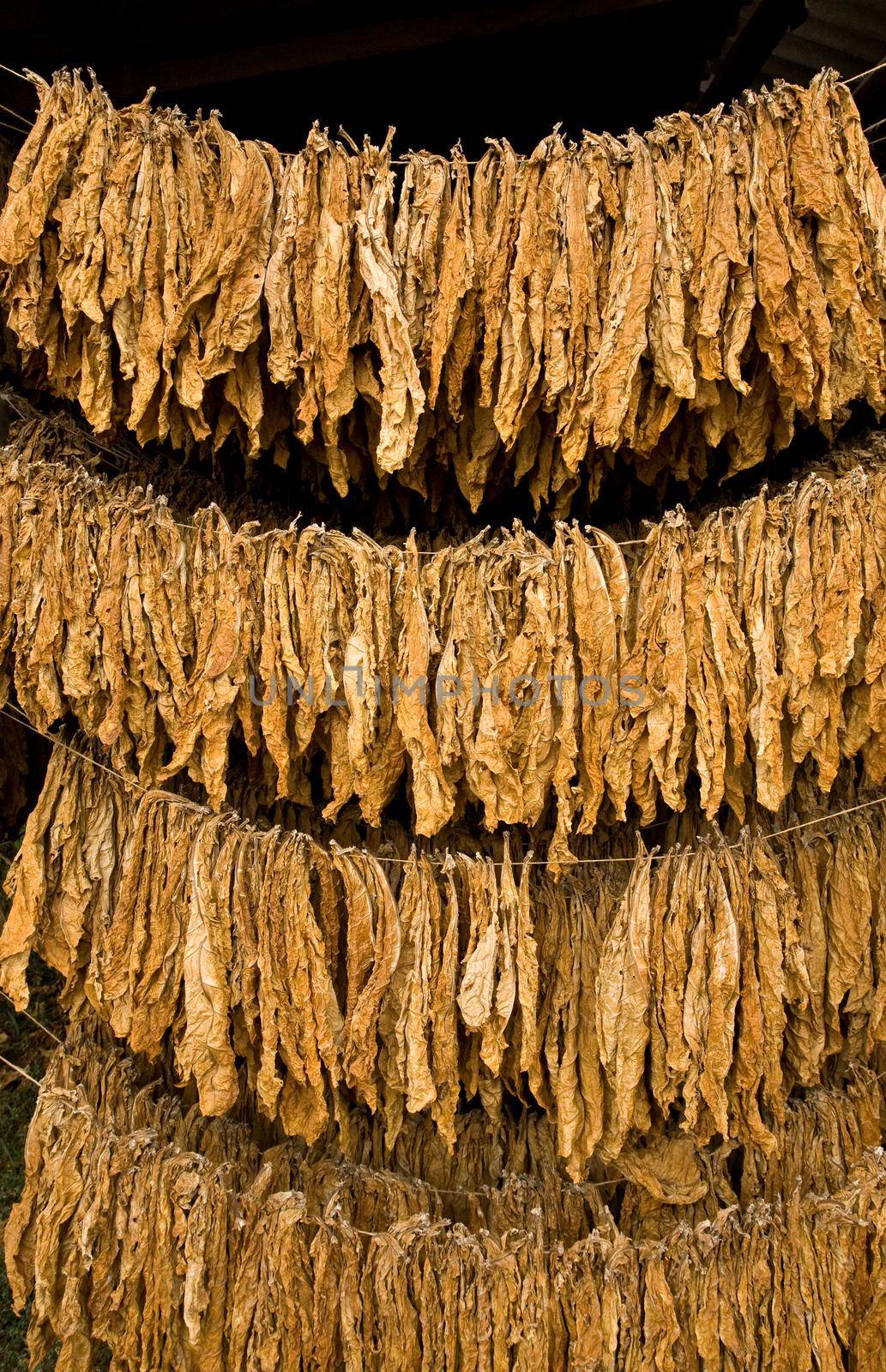 The classic method of drying tobacco in the barn