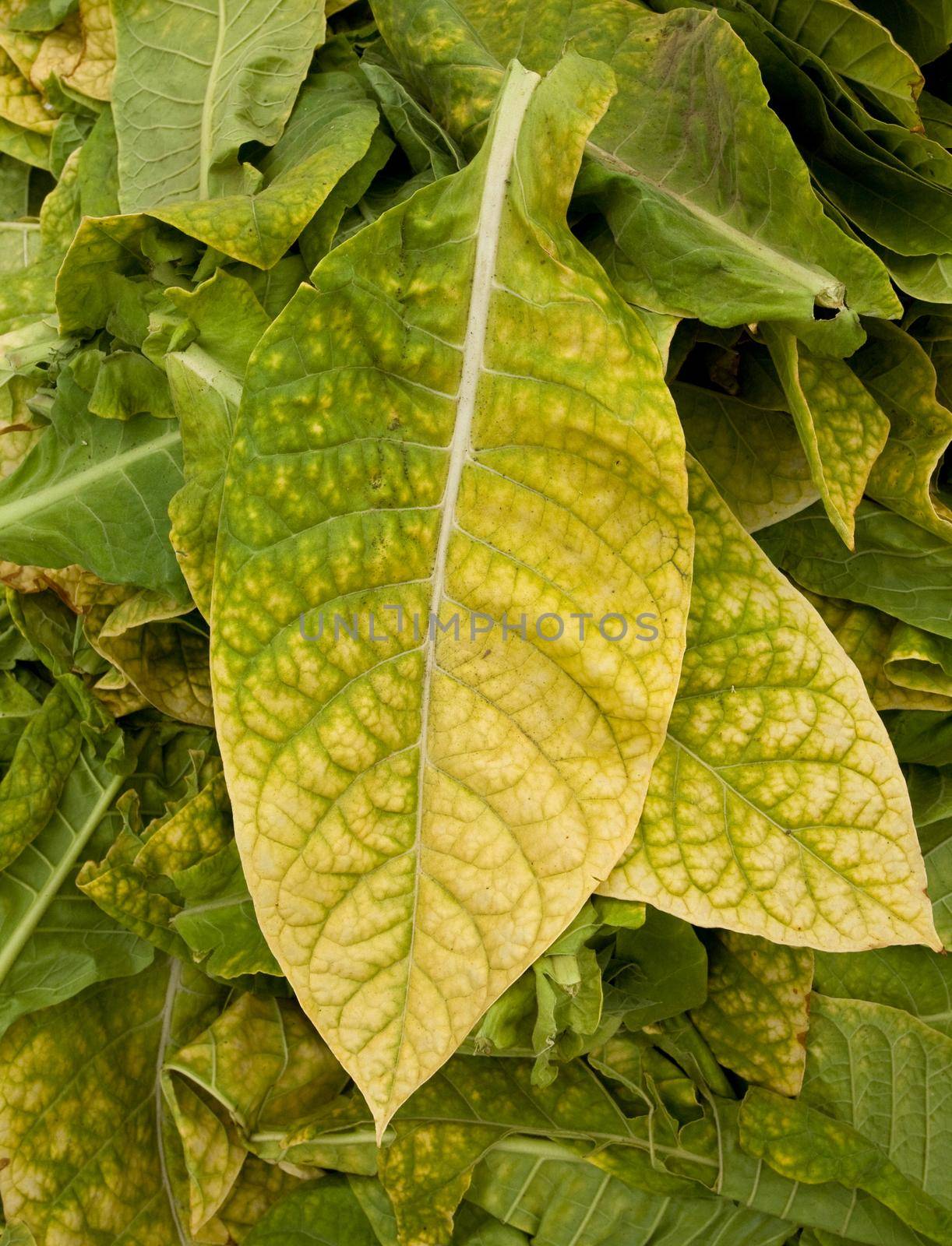 Tobacco leaves by kornienko