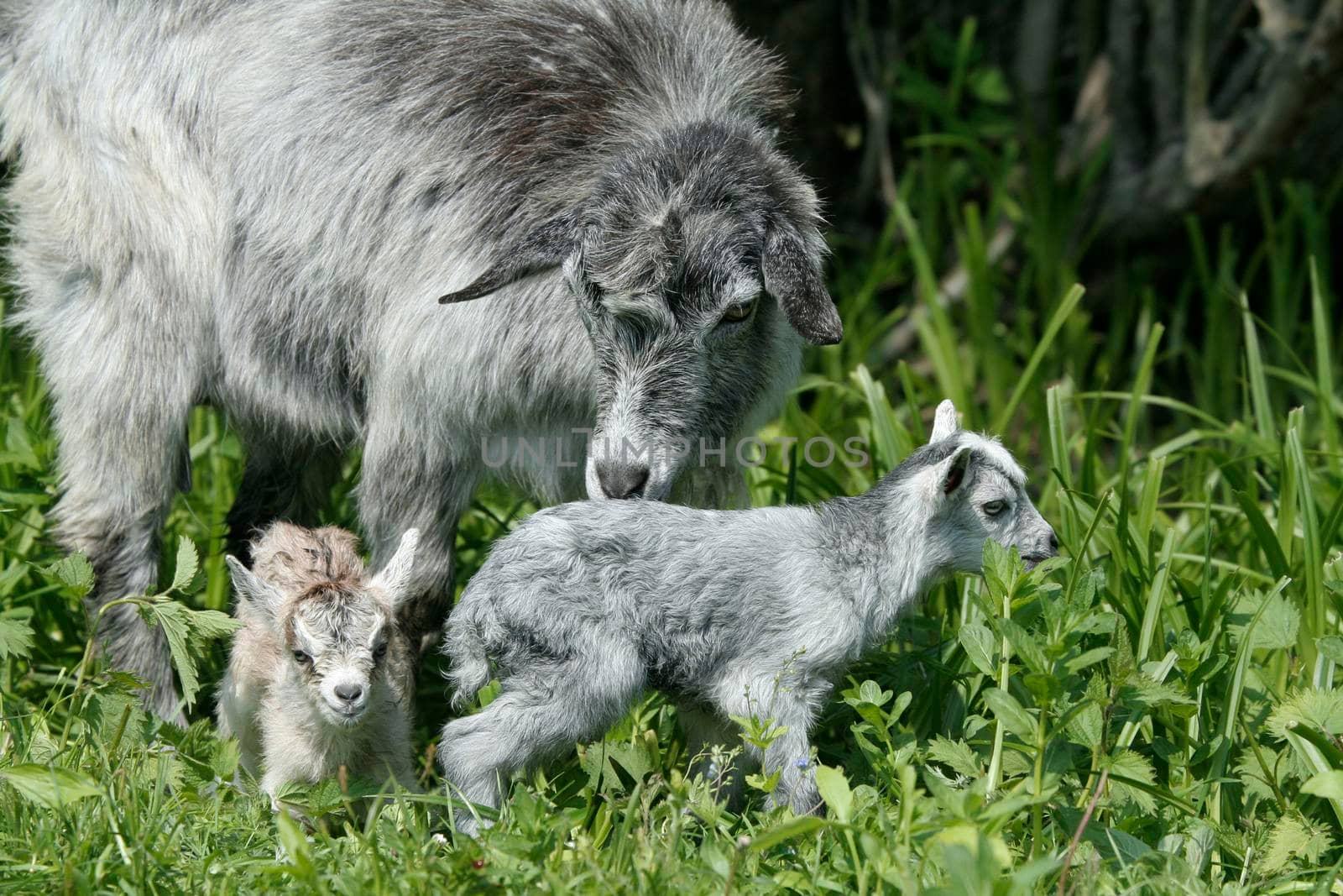 goat and her newborn kids