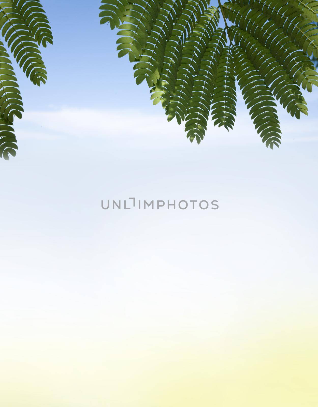 sandy seashore, fresh green palm tree leaves summer time season