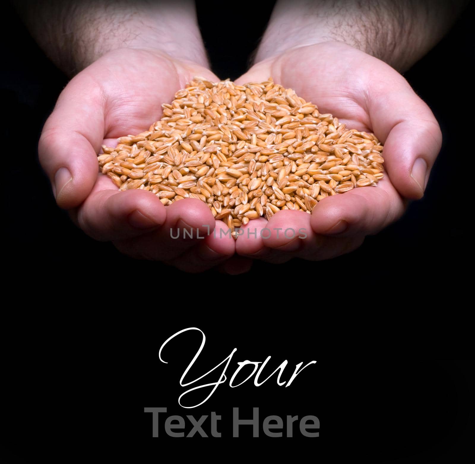 grain in hand on the dark background