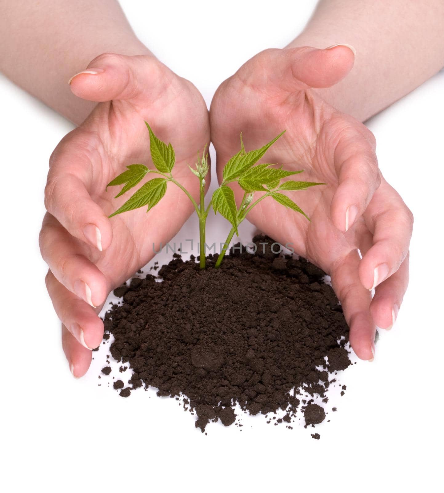 Hands and plant isolated on white background