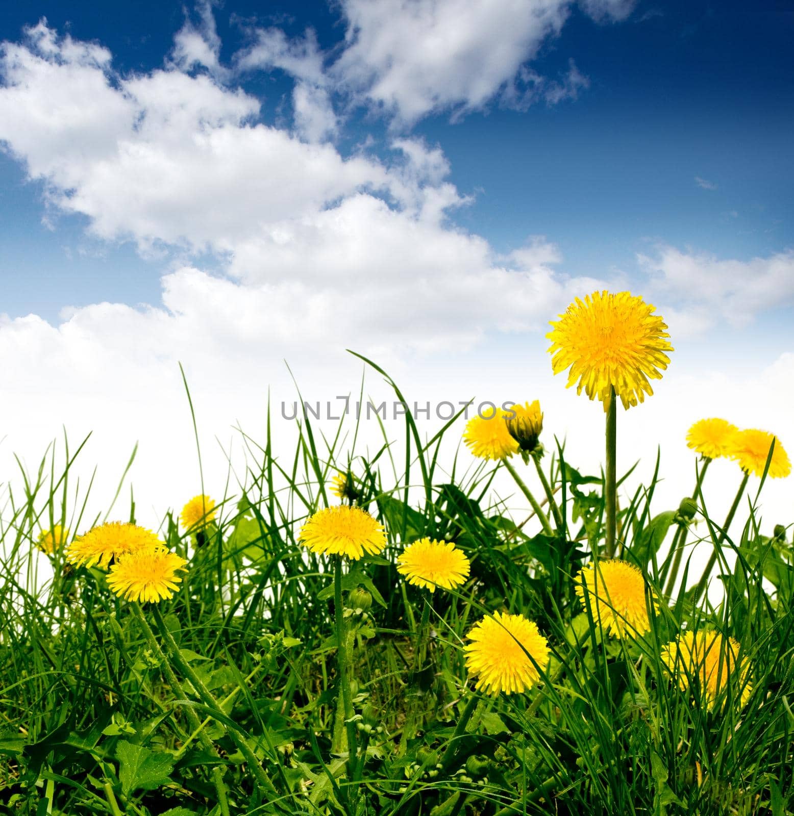 dandelions in the meadow under blue sky