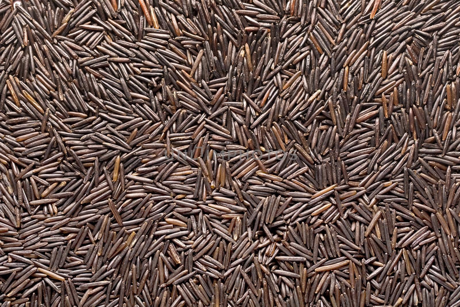 Seeds of wild rice.Background