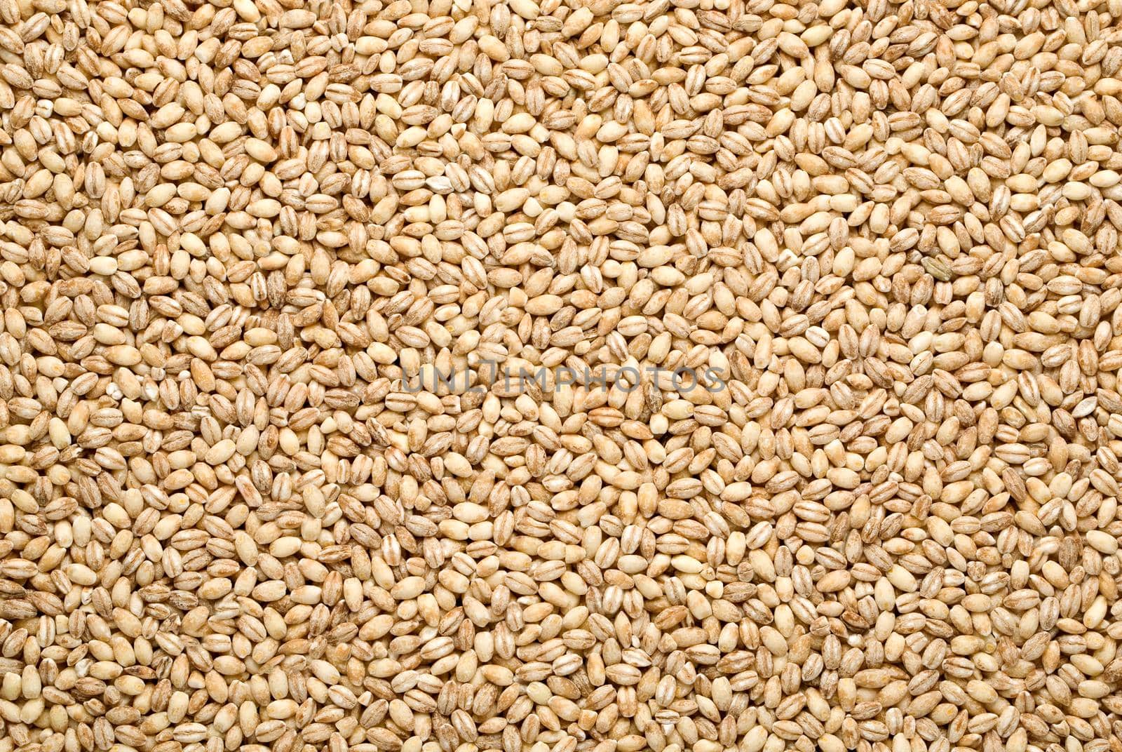 barley background, overview top