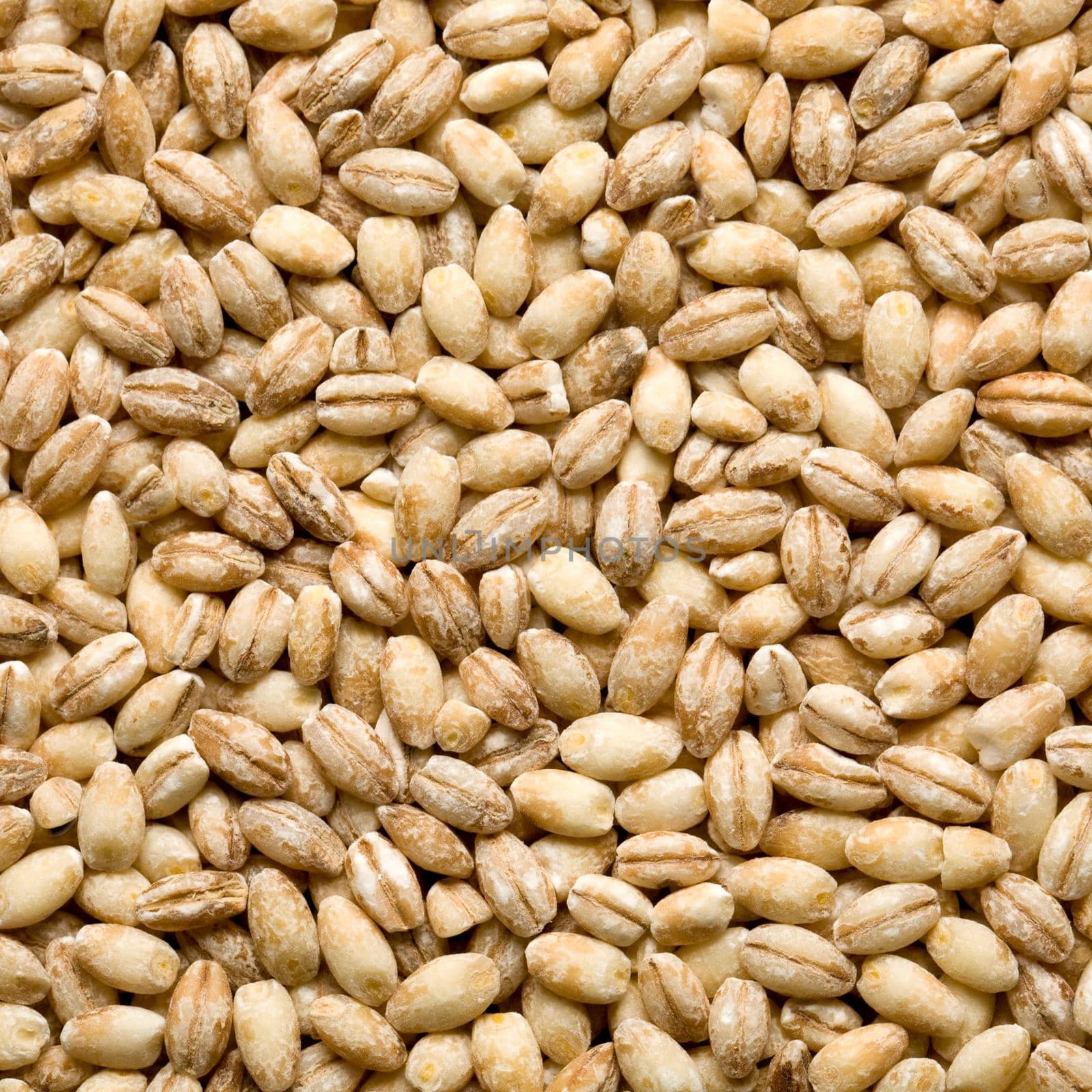 barley background by kornienko