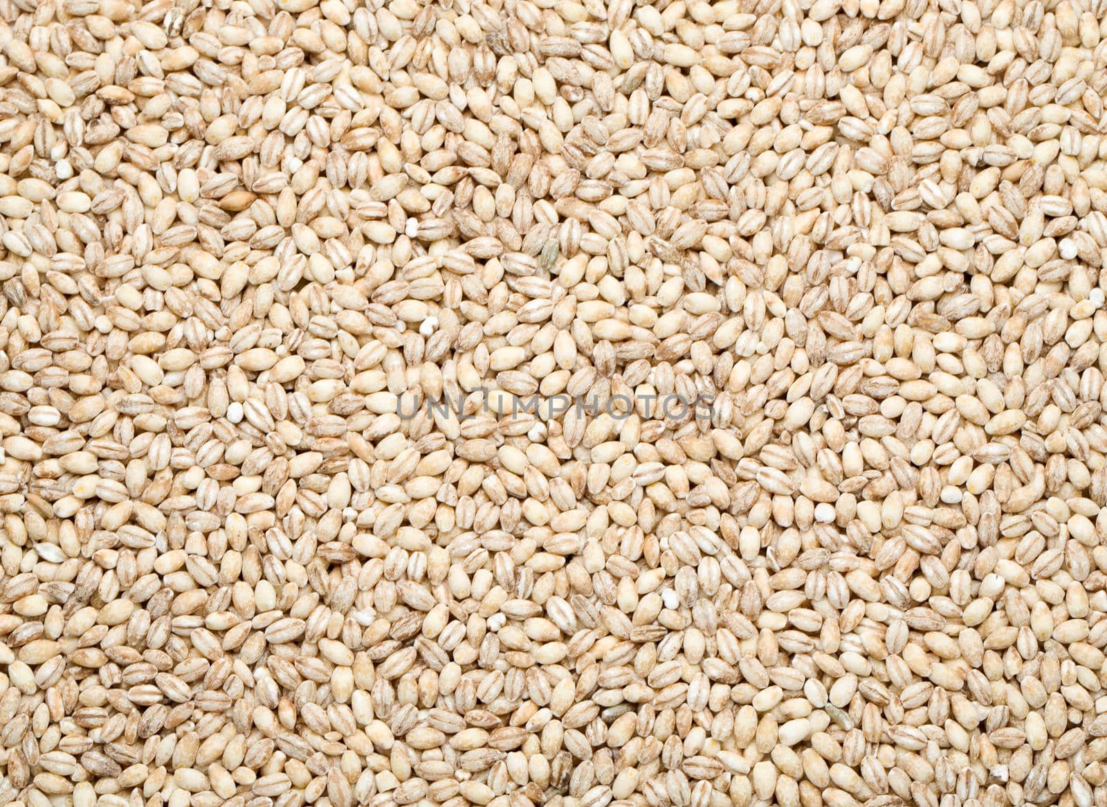 barley background,  by kornienko