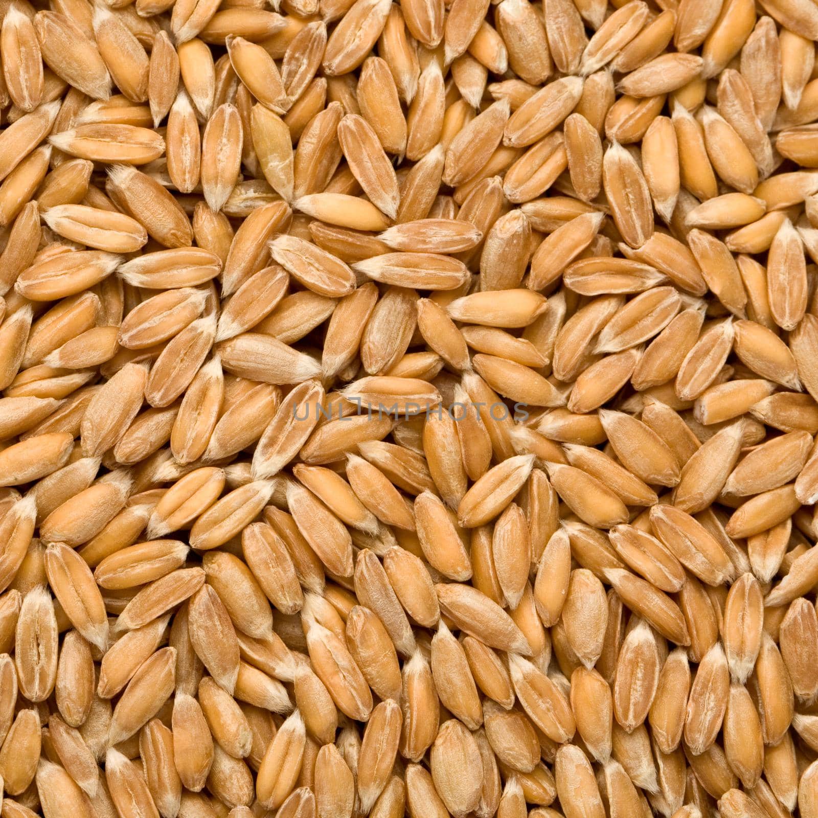 wheat background, perspective view from above close up