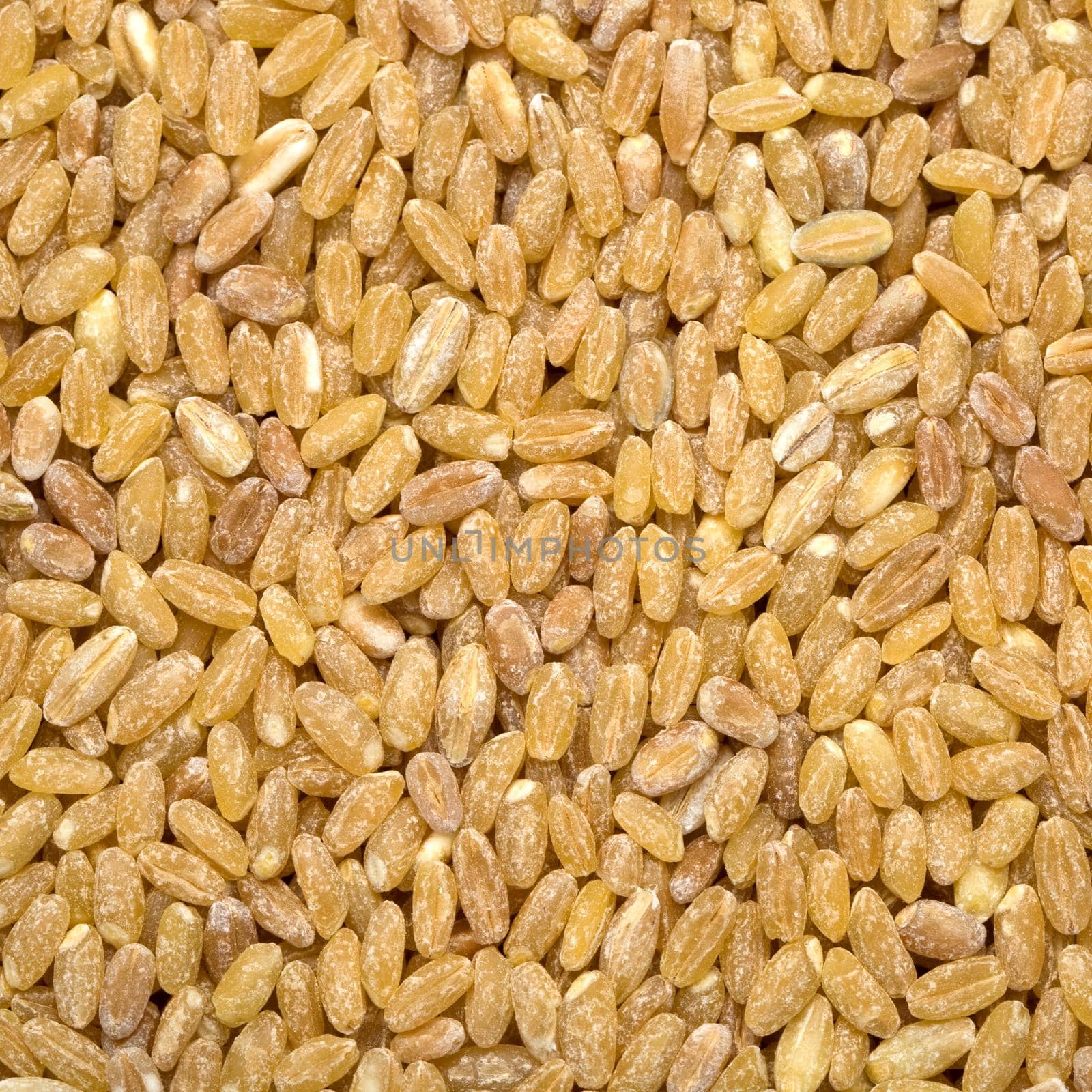 barley background by kornienko