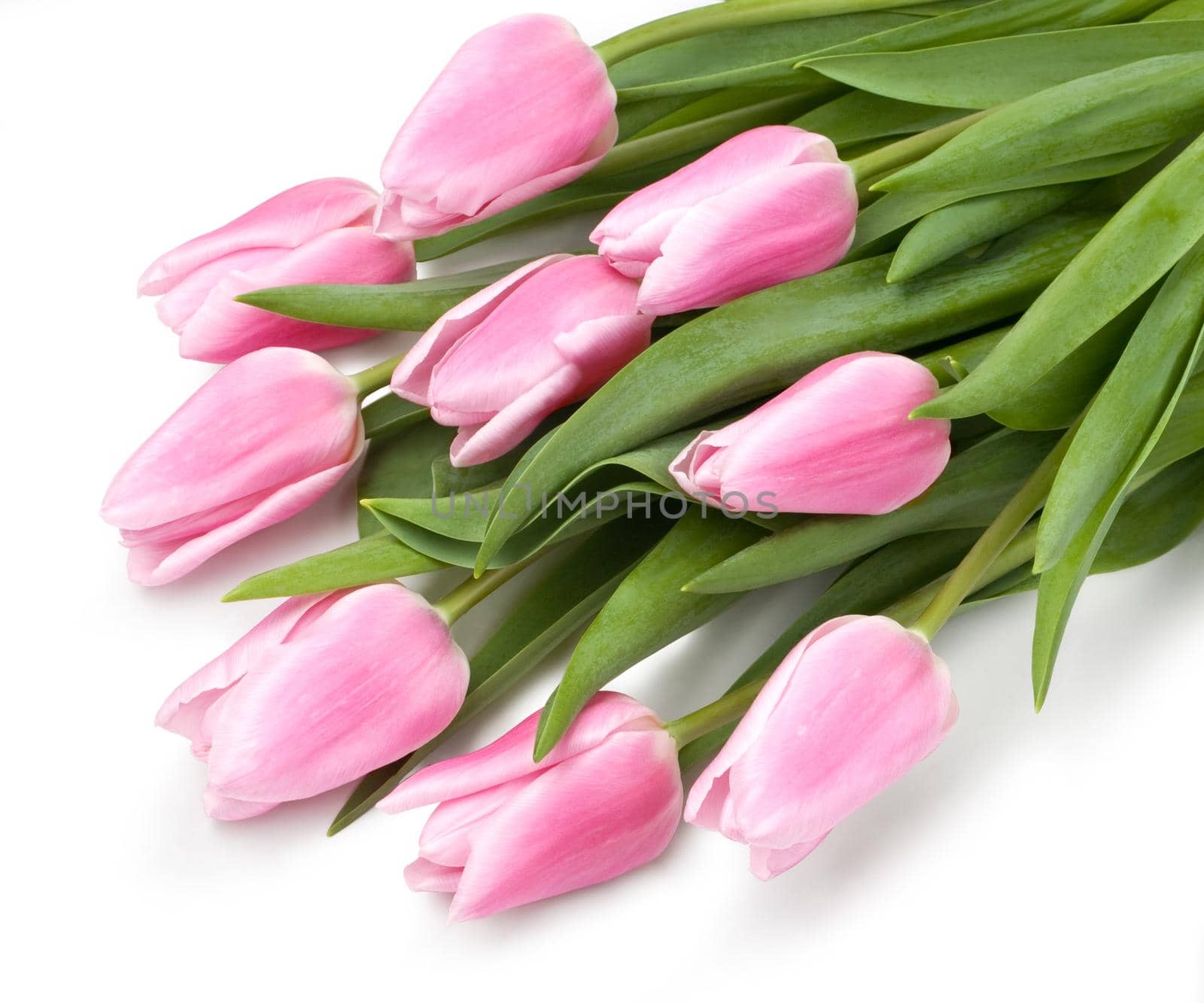 bouquet of lovely pink tulips on white background - flowers