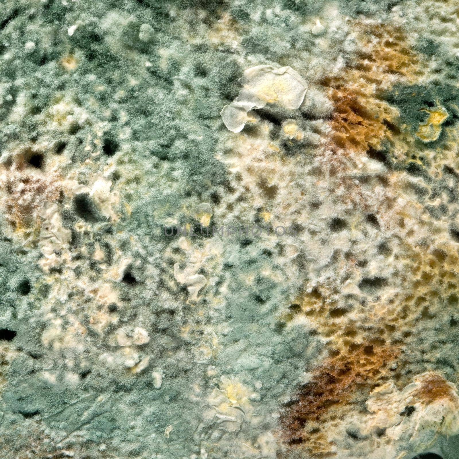 mold close up background