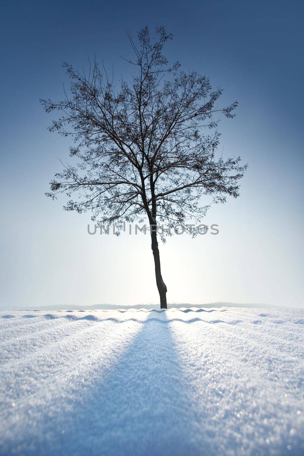 lonely tree in winter before the sun