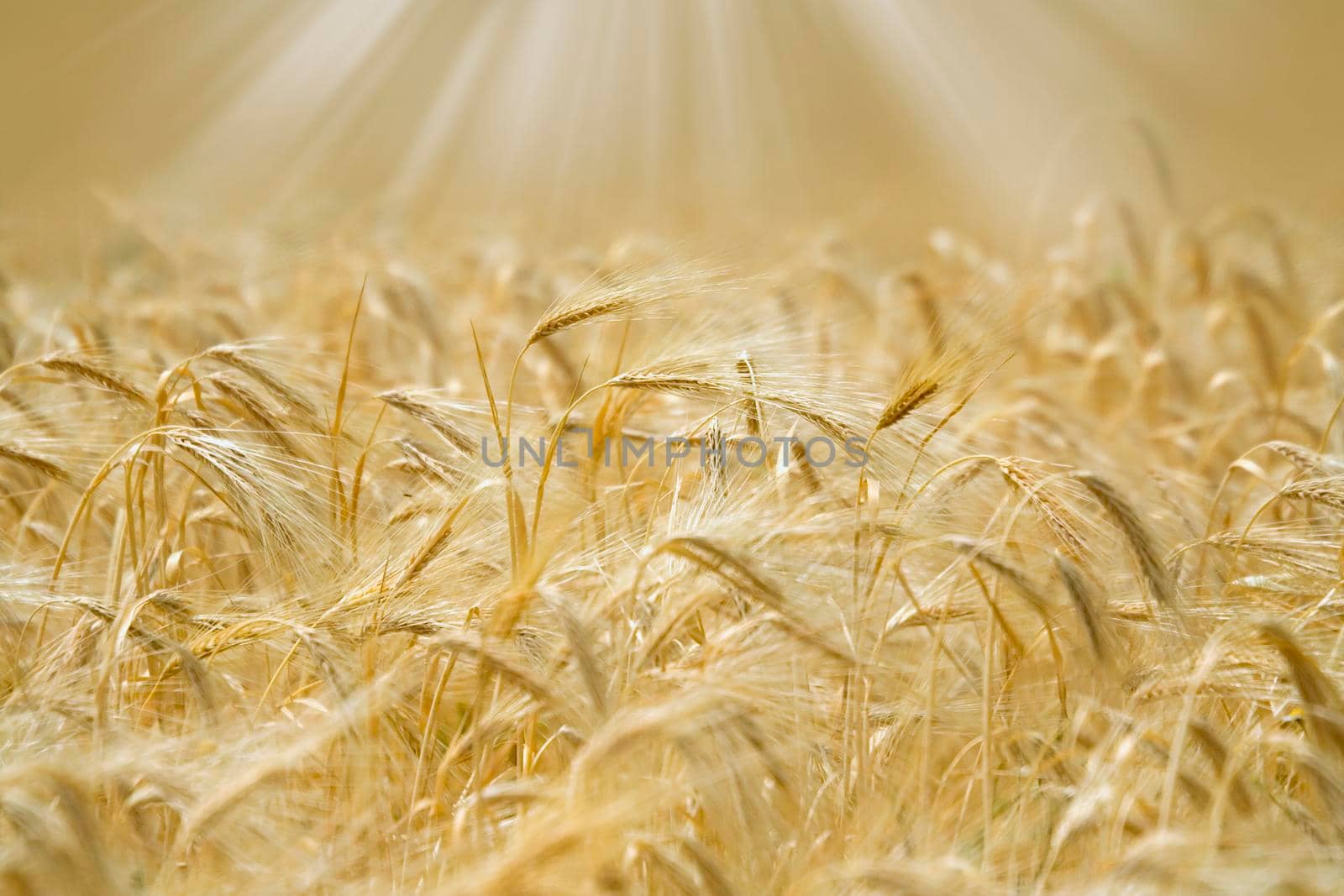 Golden spikelets of wheat in the sunlight.