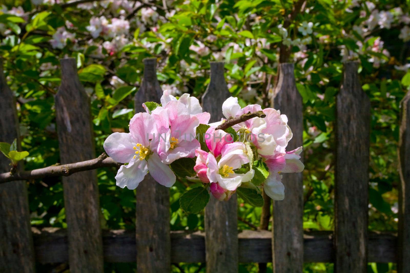 apple flowers in the garden, close-up