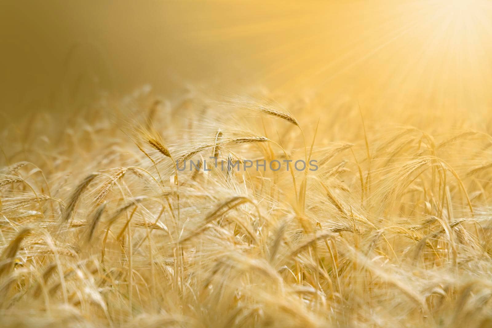 Fields of wheat at the end of summer fully ripe