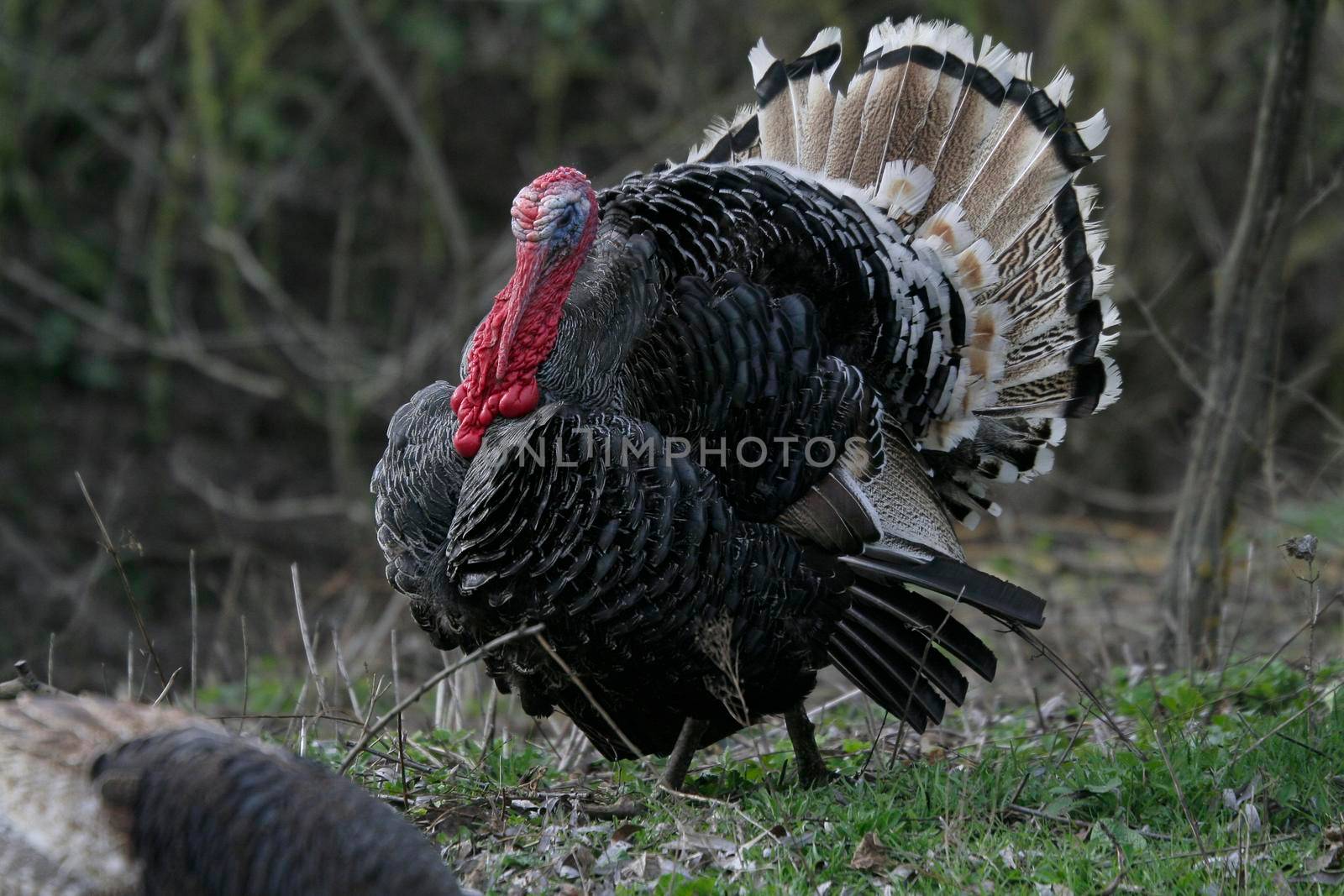  wild turkey on the edge of the forest.