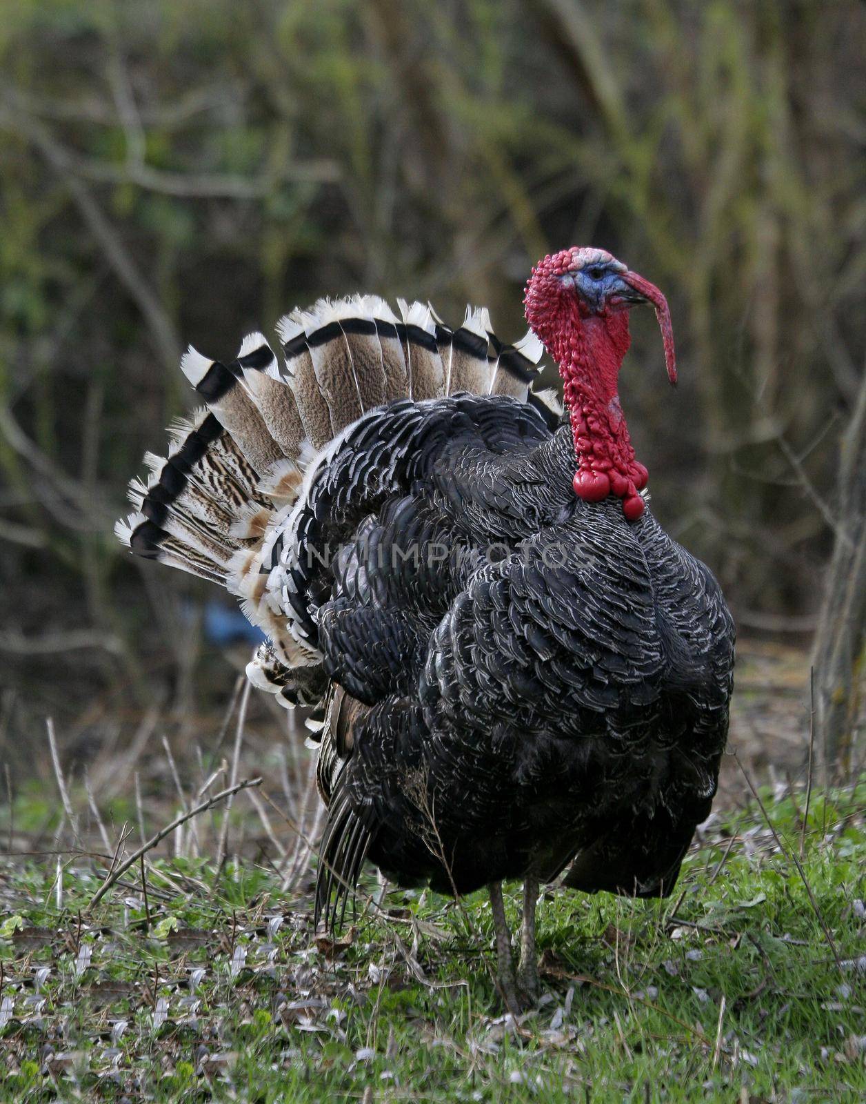 wild turkey on the edge of the forest.