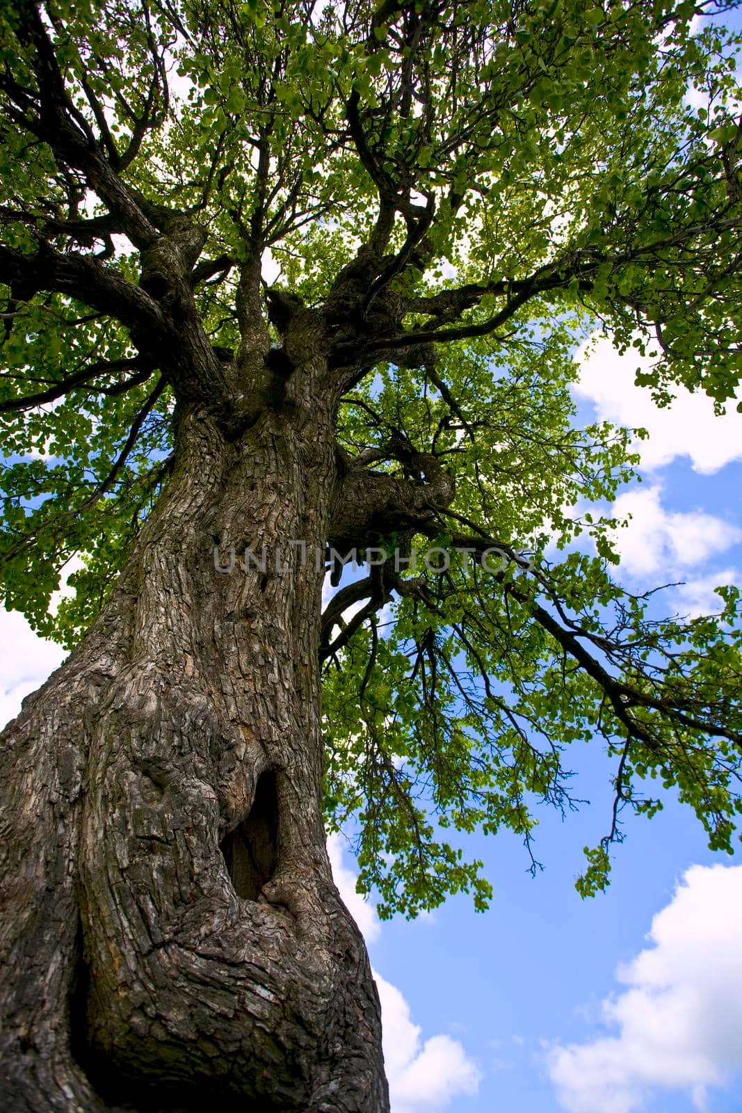 barrel of old wild pear on a background blue sky