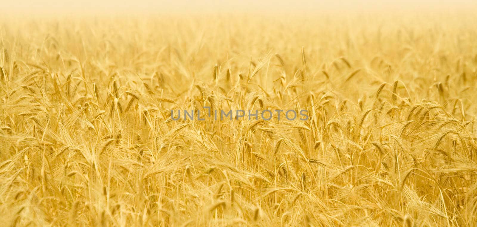 Golden ears of wheat on the field.