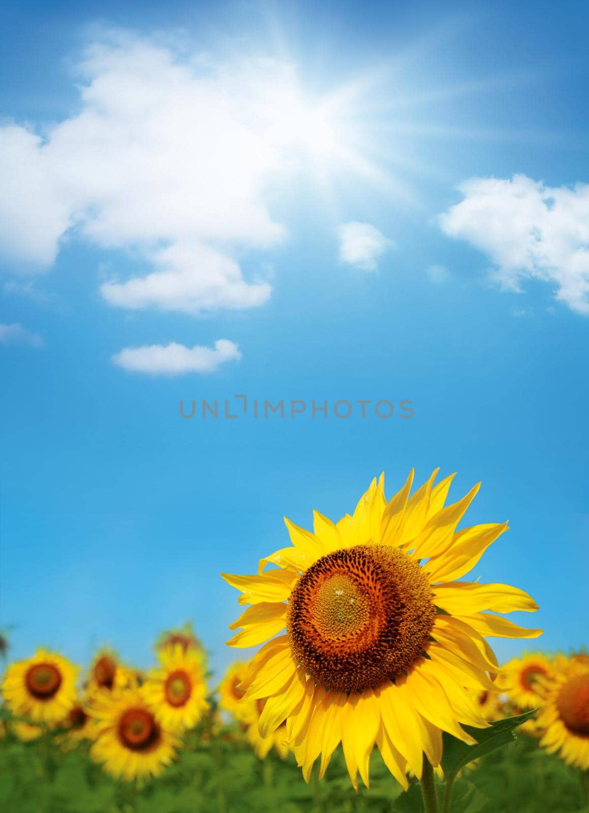 beautiful sunflowers with blue sky and sunburst