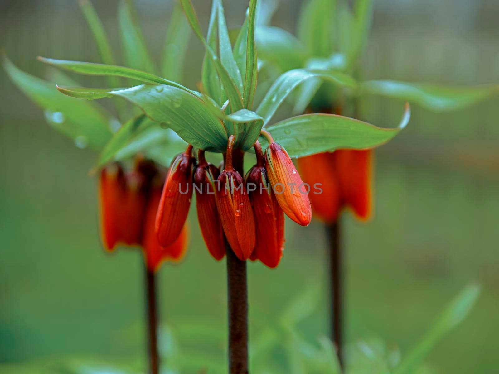 Fritillaria is spring flower with red buds and green leaves. Selective focus