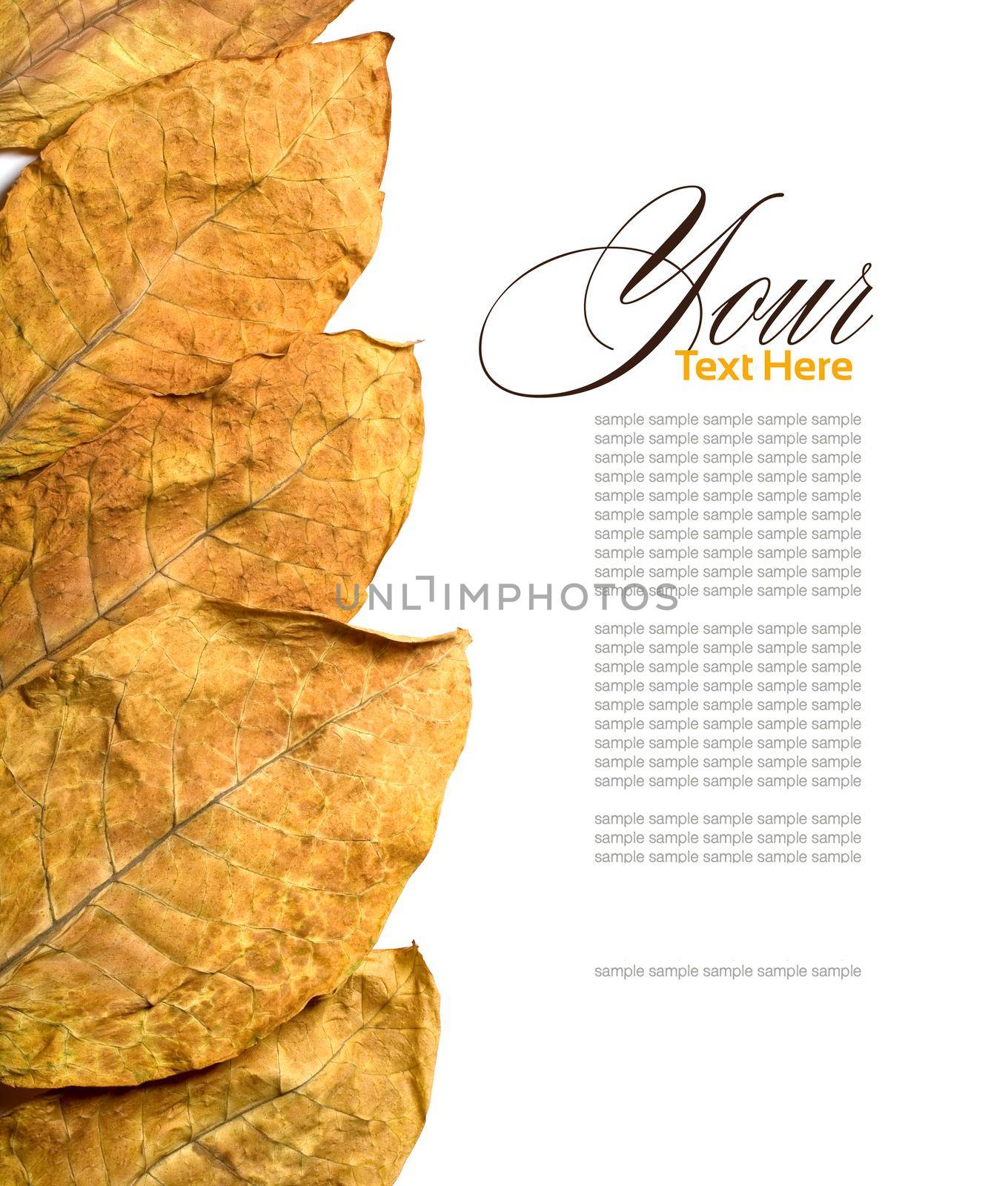 dry leafs tobacco on white background