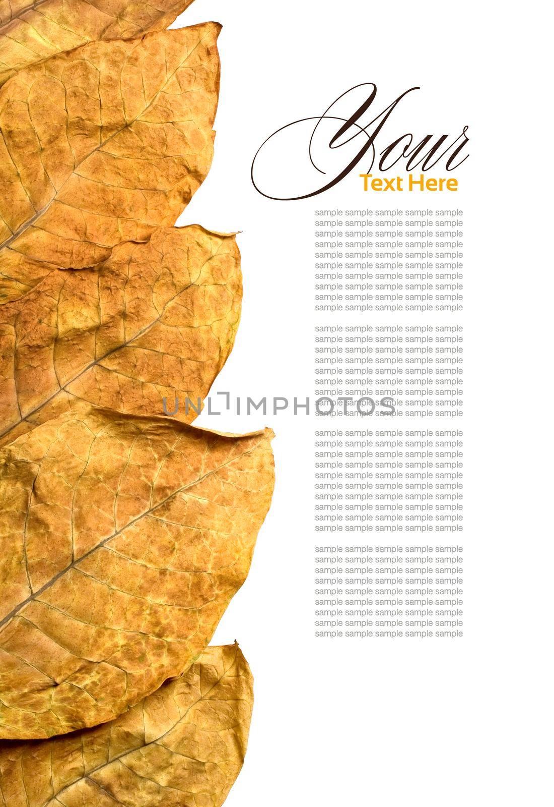  tobacco  leafs by kornienko