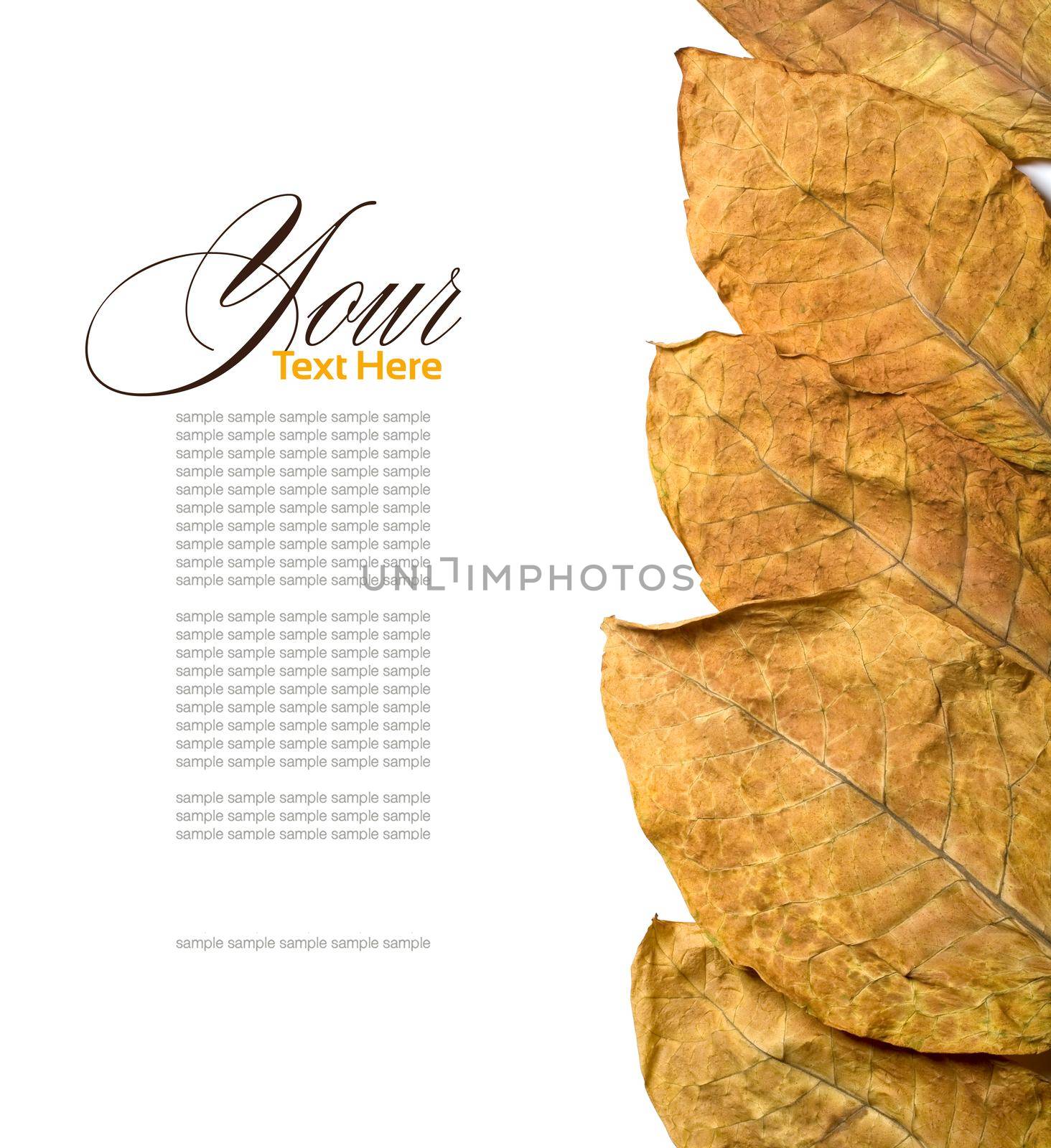 tobacco leafs by kornienko