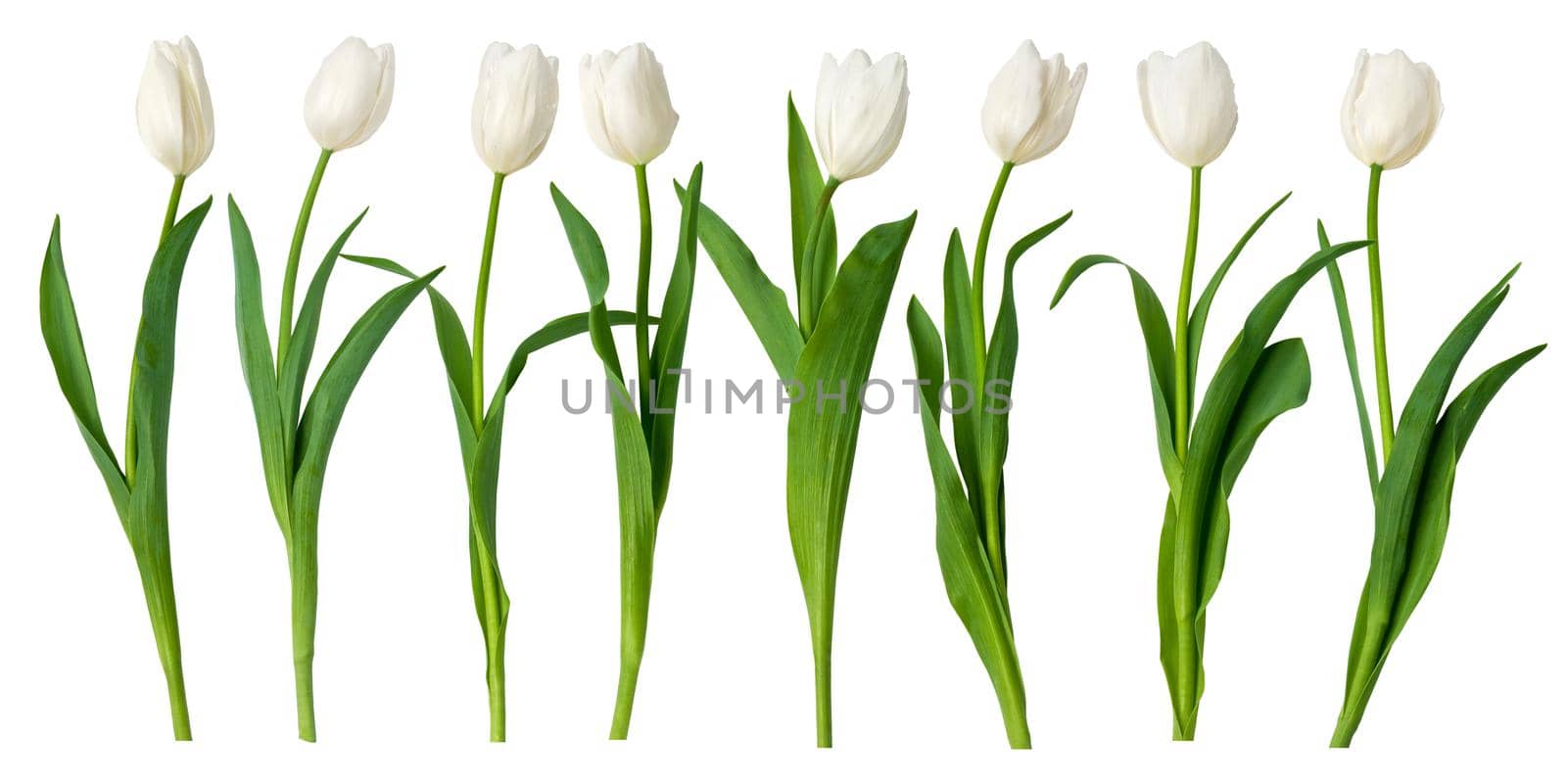  white tulips by kornienko