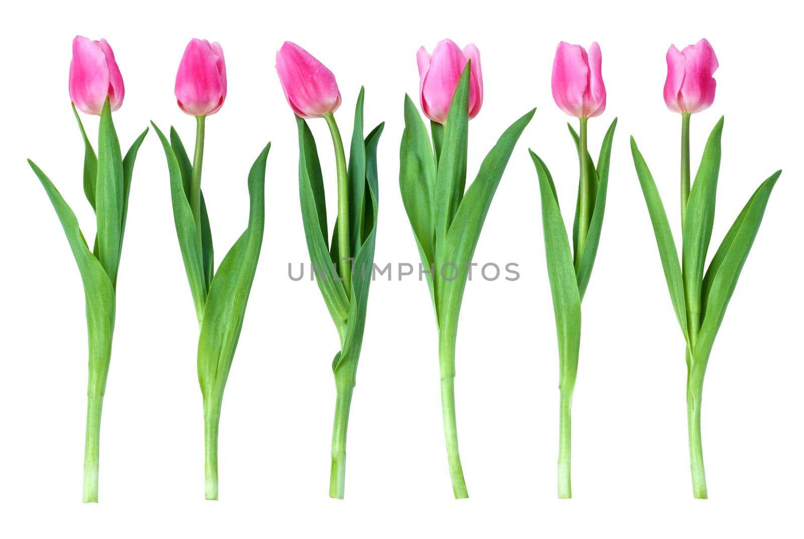 six tulips by kornienko