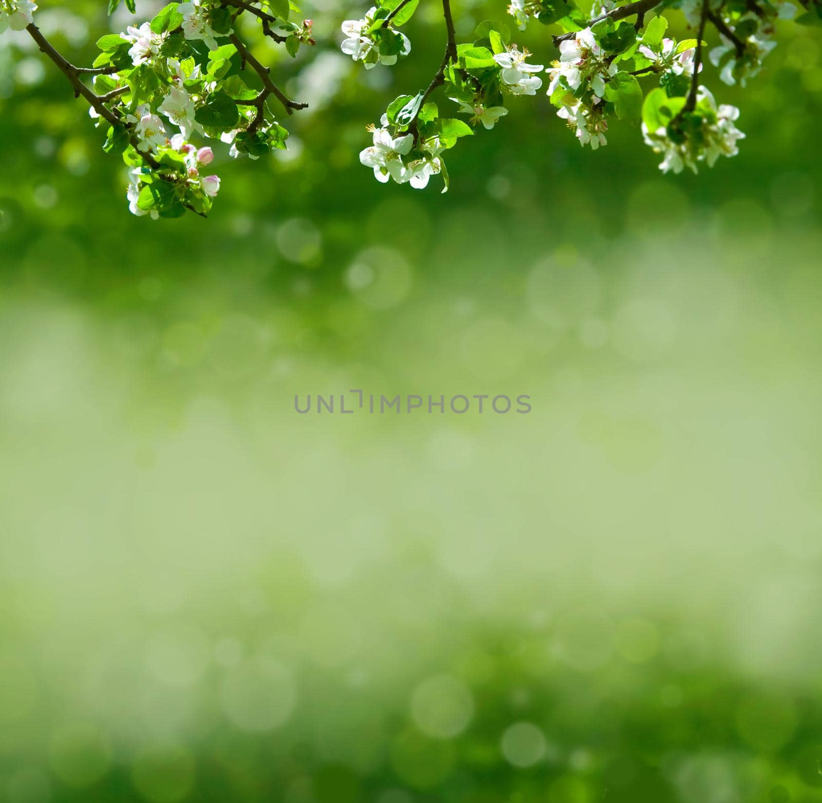 apple flowers in the spring light green background