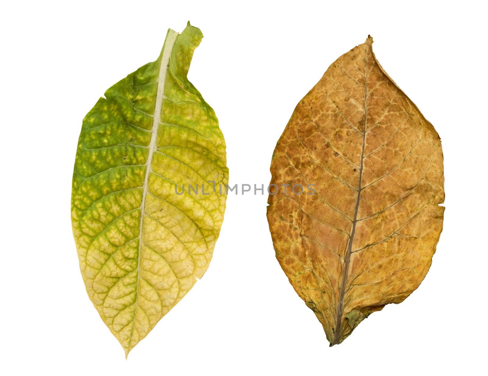 tobacco leaves isolated on white background
