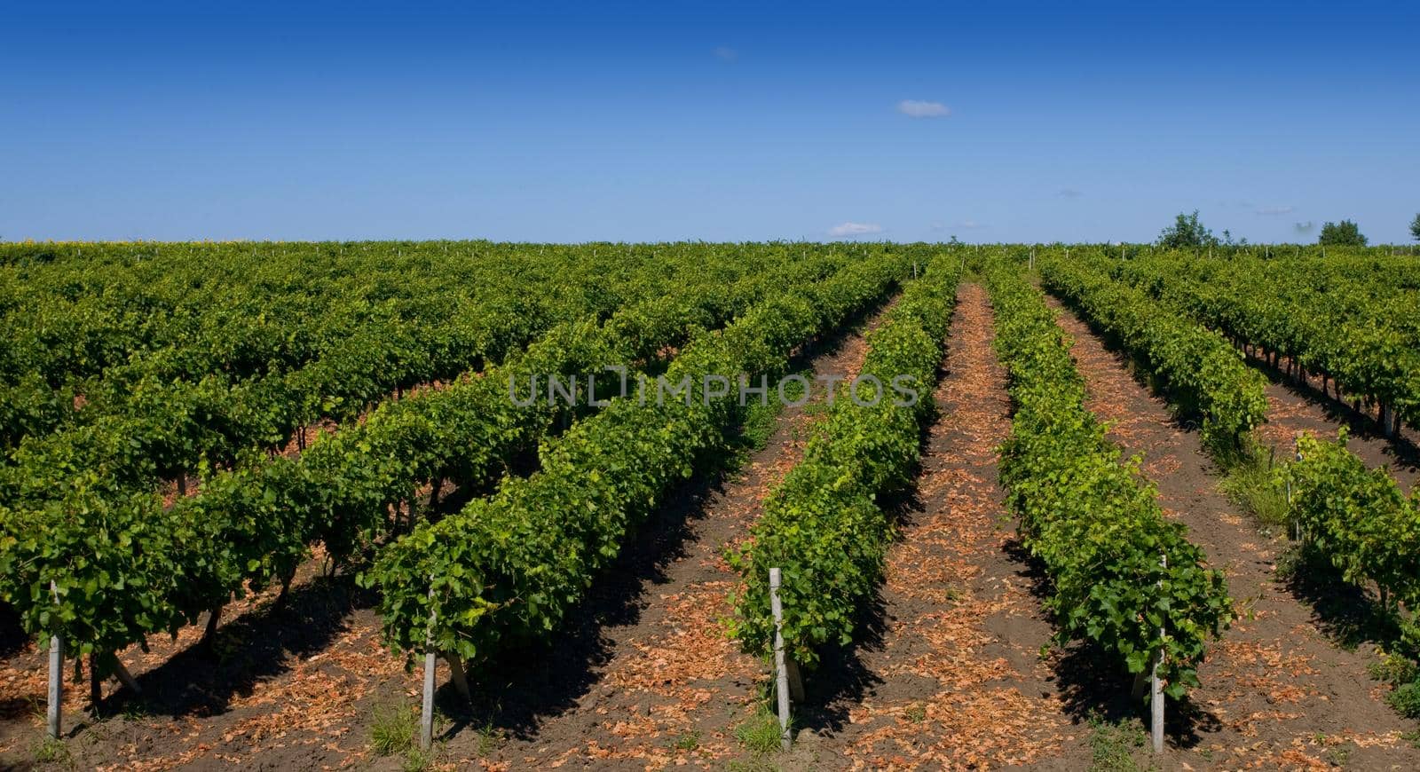 vine fields by kornienko