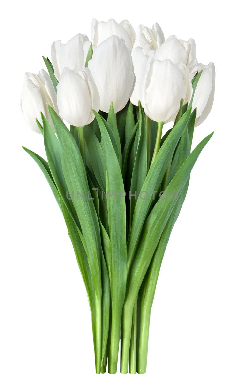 white tulips bouquet in vase isolated on white background