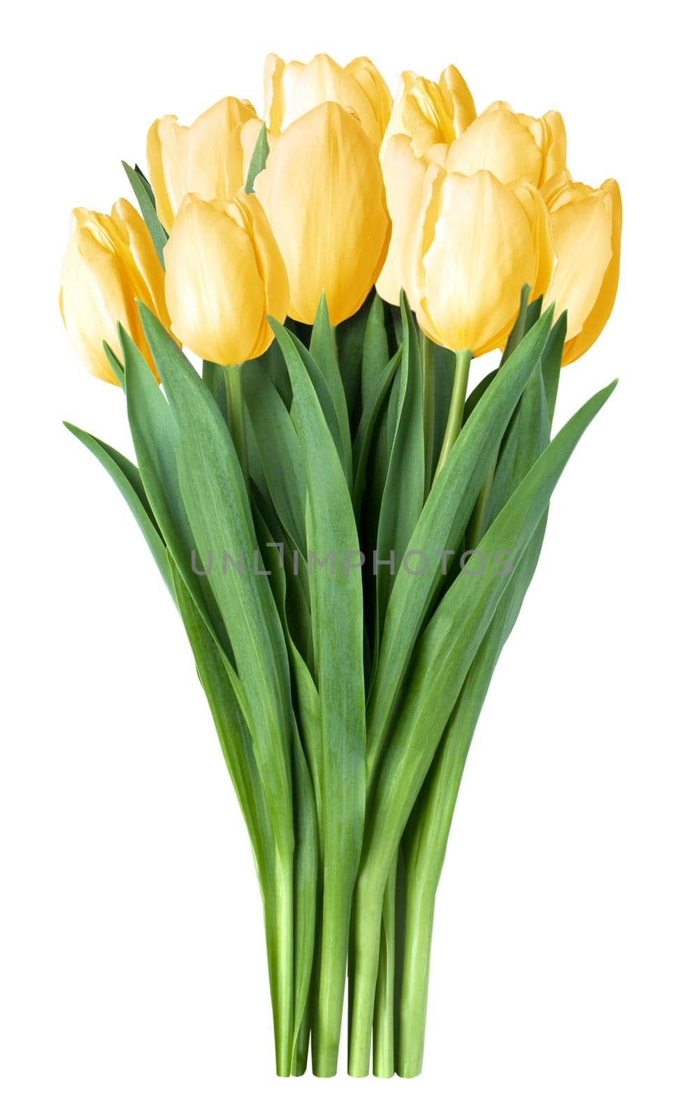 yellow tulips by kornienko