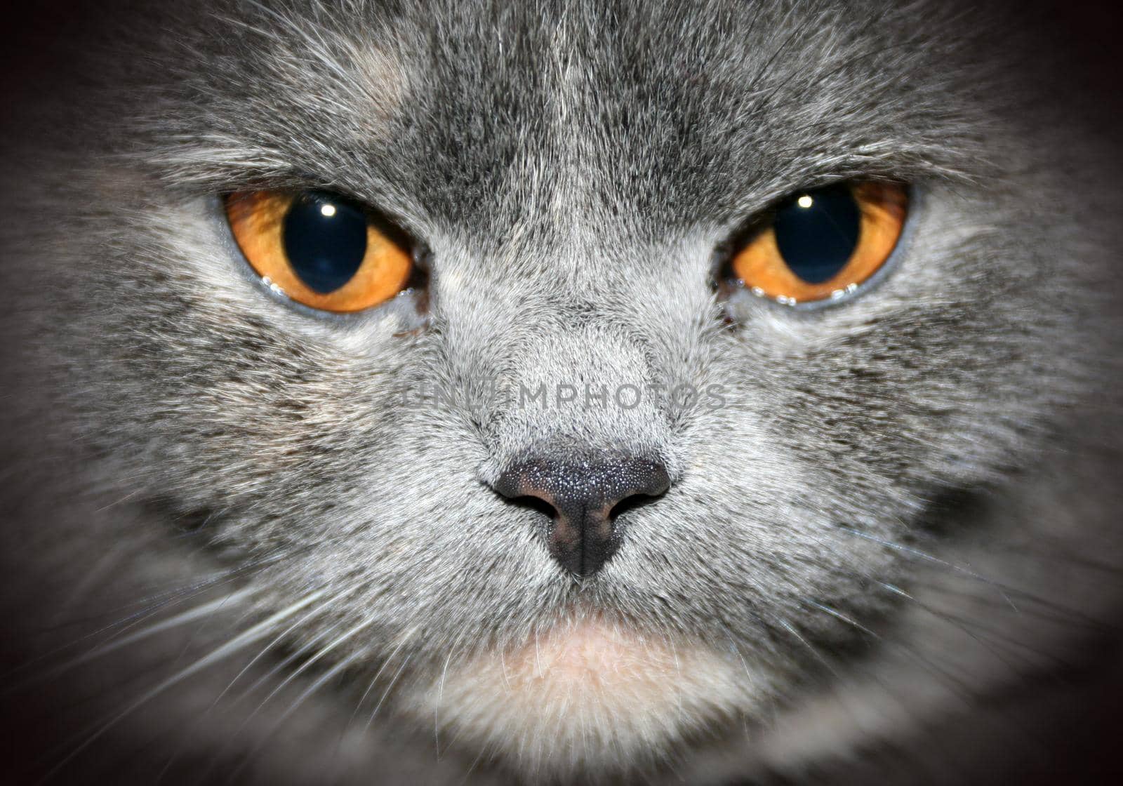 face closeup cat with yellow eyes