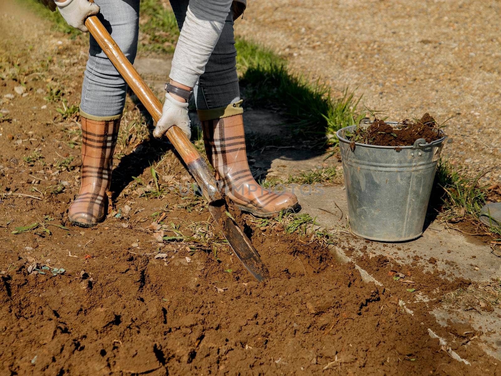 Shovel made of metal cloth and wooden handle in hands of woman digs ground for planting tomatoes by Sestra