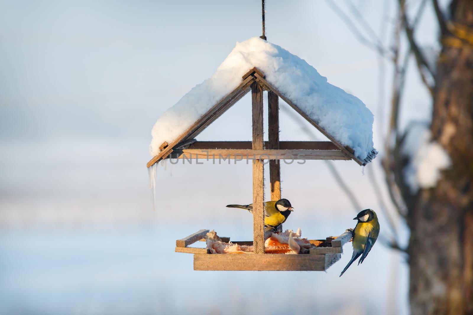 Two tit in winter bird feeder by Lincikas