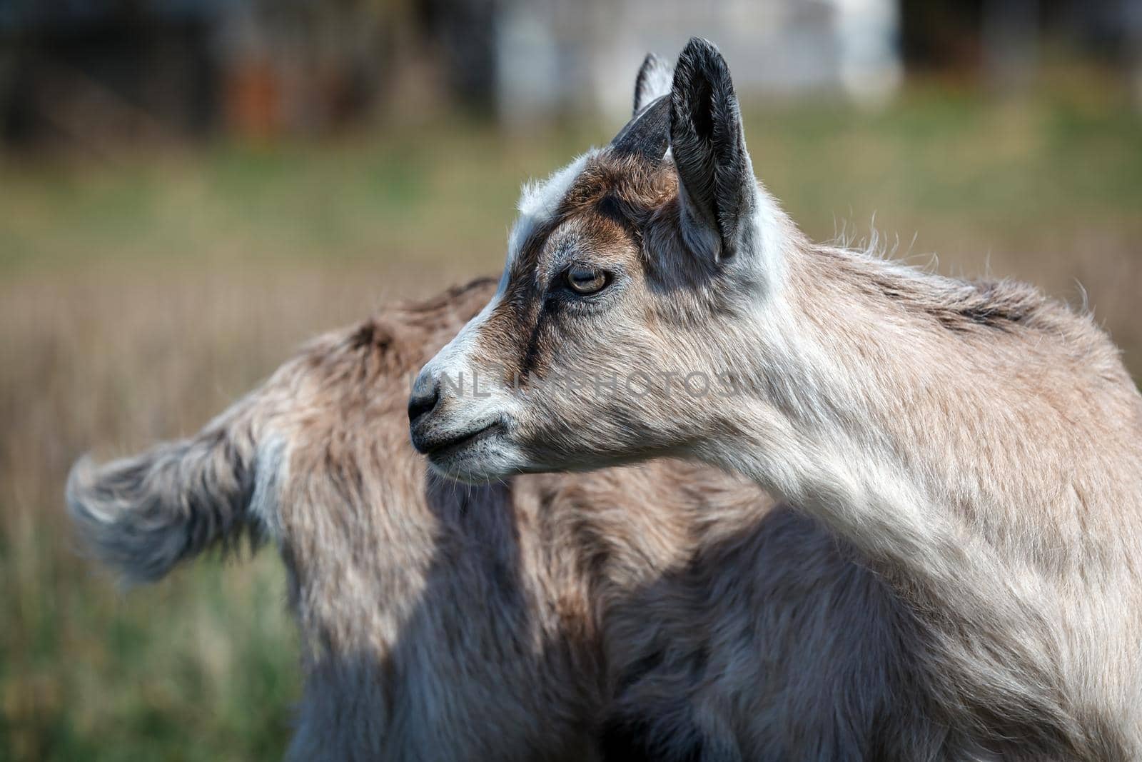 Endearing beautiful goatling looking back in the meadow