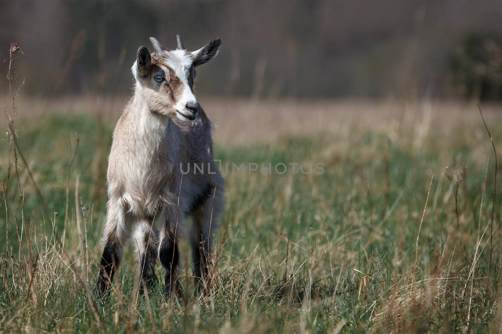 Beautiful brown little goatling with small horns by Lincikas