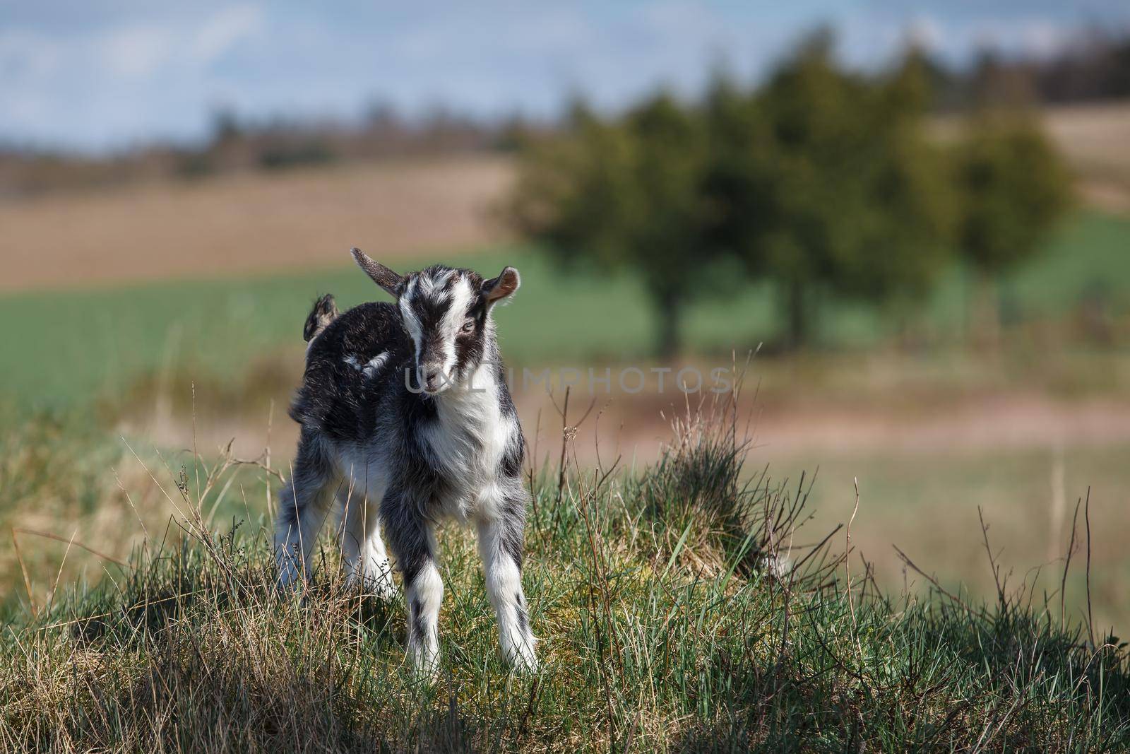 Young white and black goatling on the hill by Lincikas