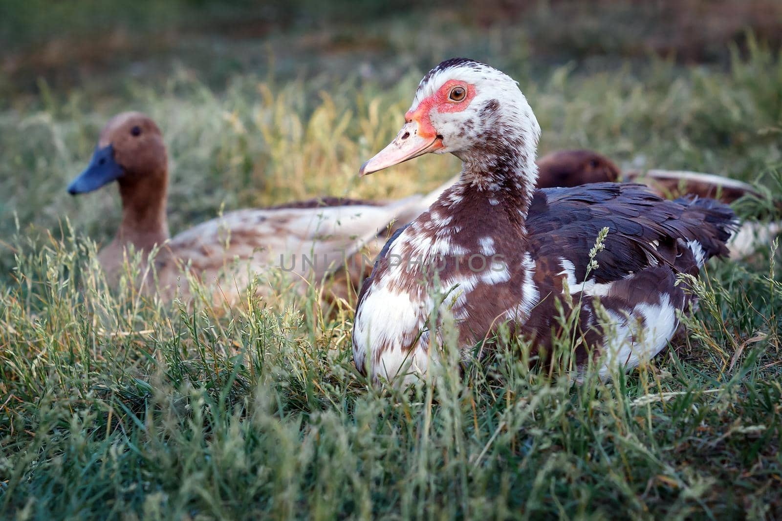 Beautiful musky duck lie on the grass