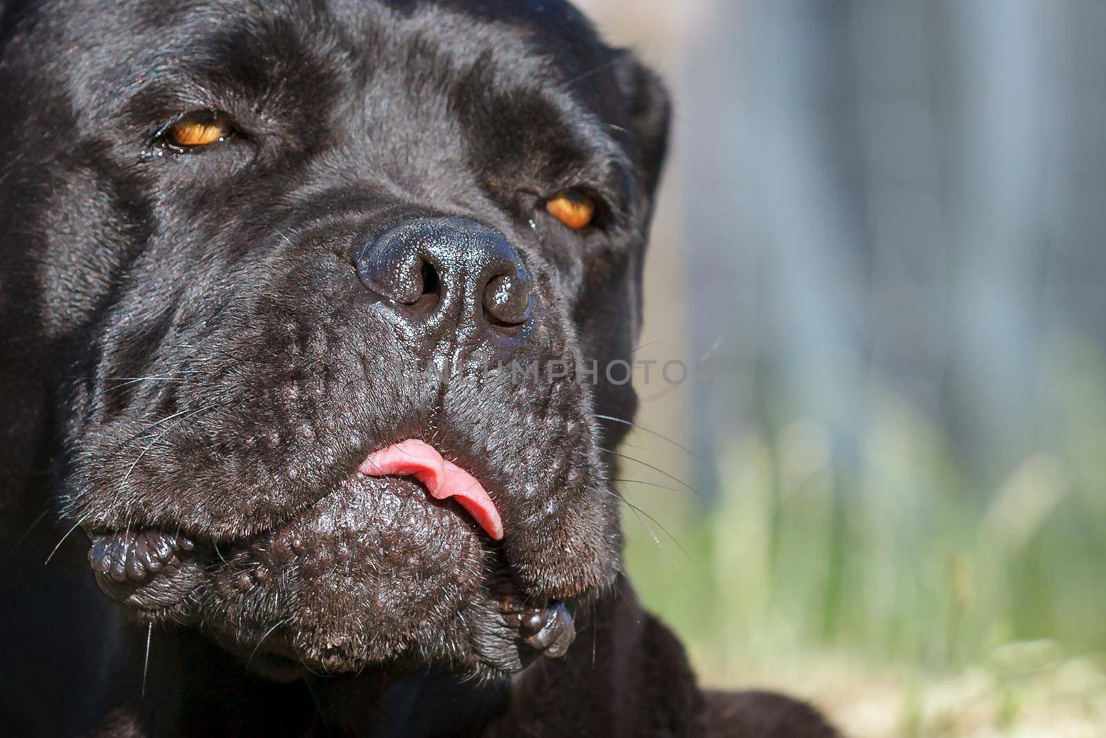 Cane corso dog shows his tongue and looks very strange