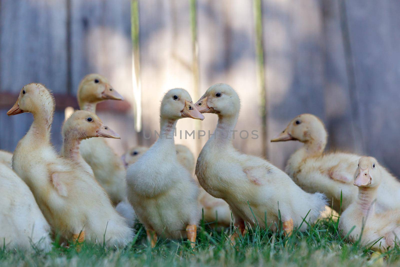 Many nice  ducklings have gathered in the shadow