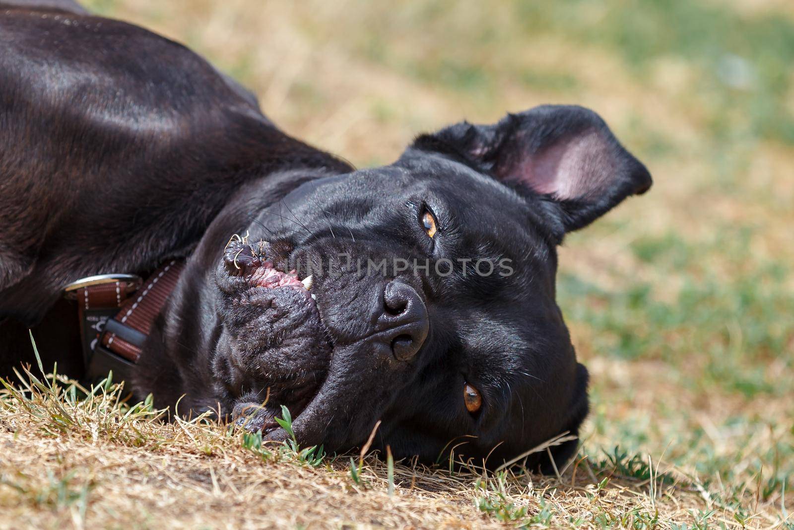 Black cane corso dog lie on the grass by Lincikas