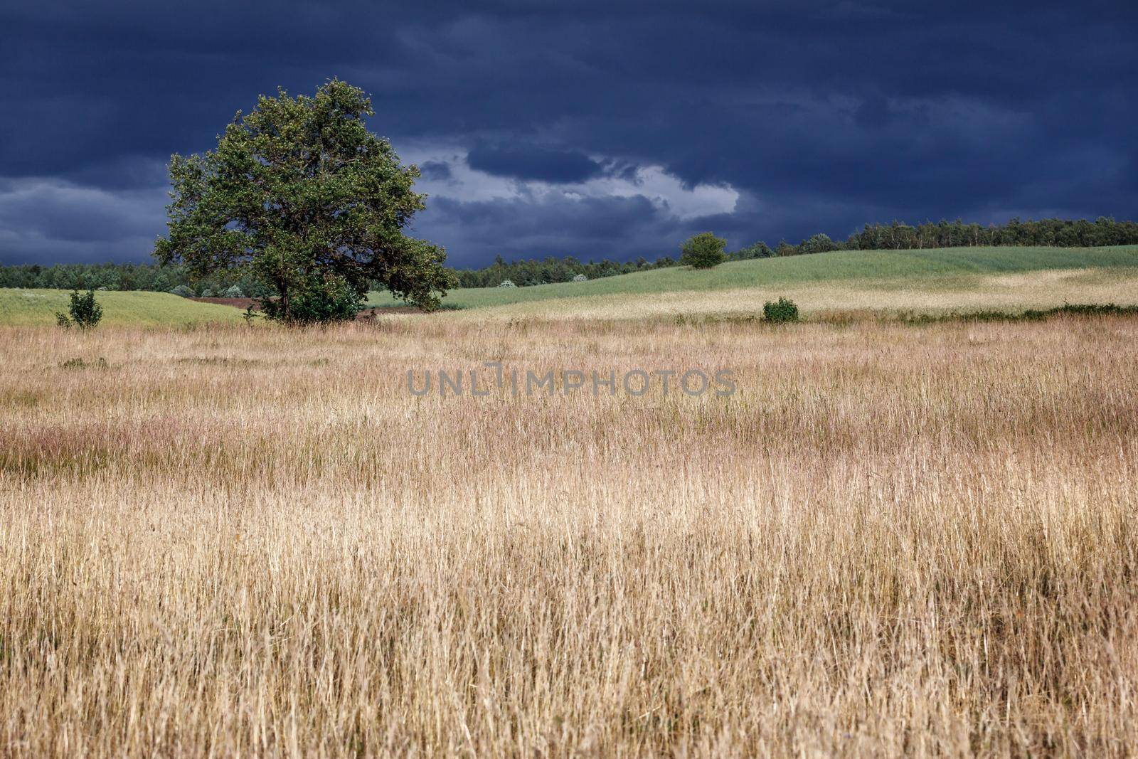 Lithuanian fields with alone tree landscape and gloomy sky before the storm