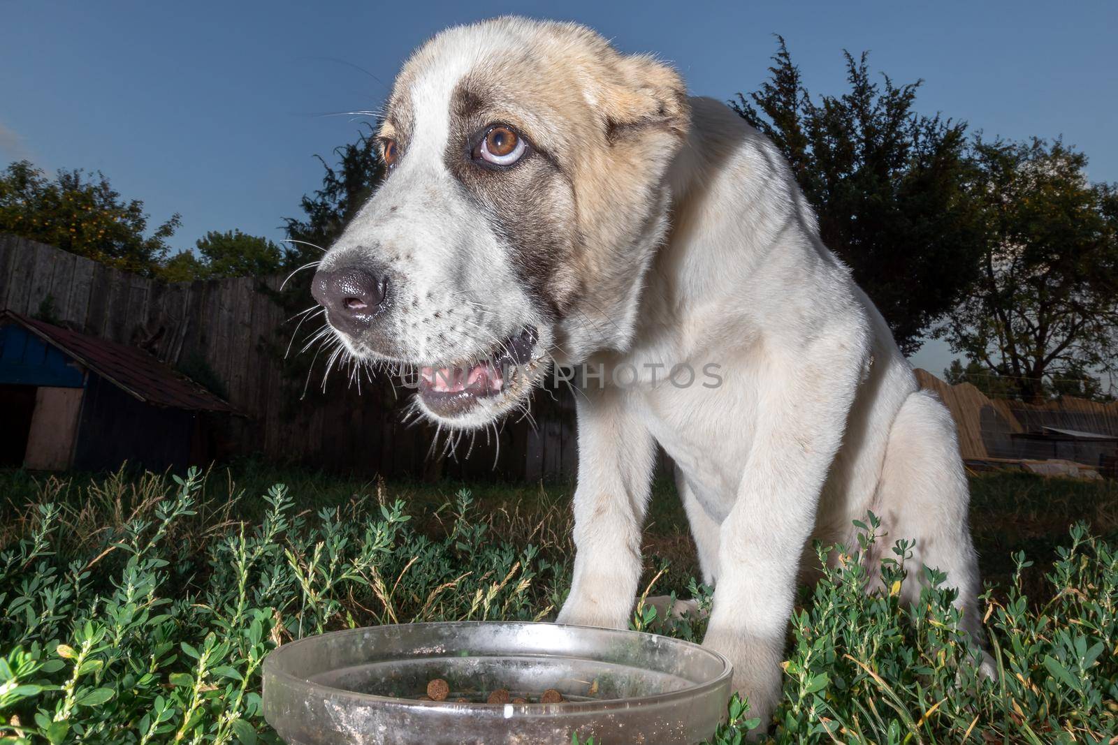 Central Asian shepherd dog and his dish by Lincikas