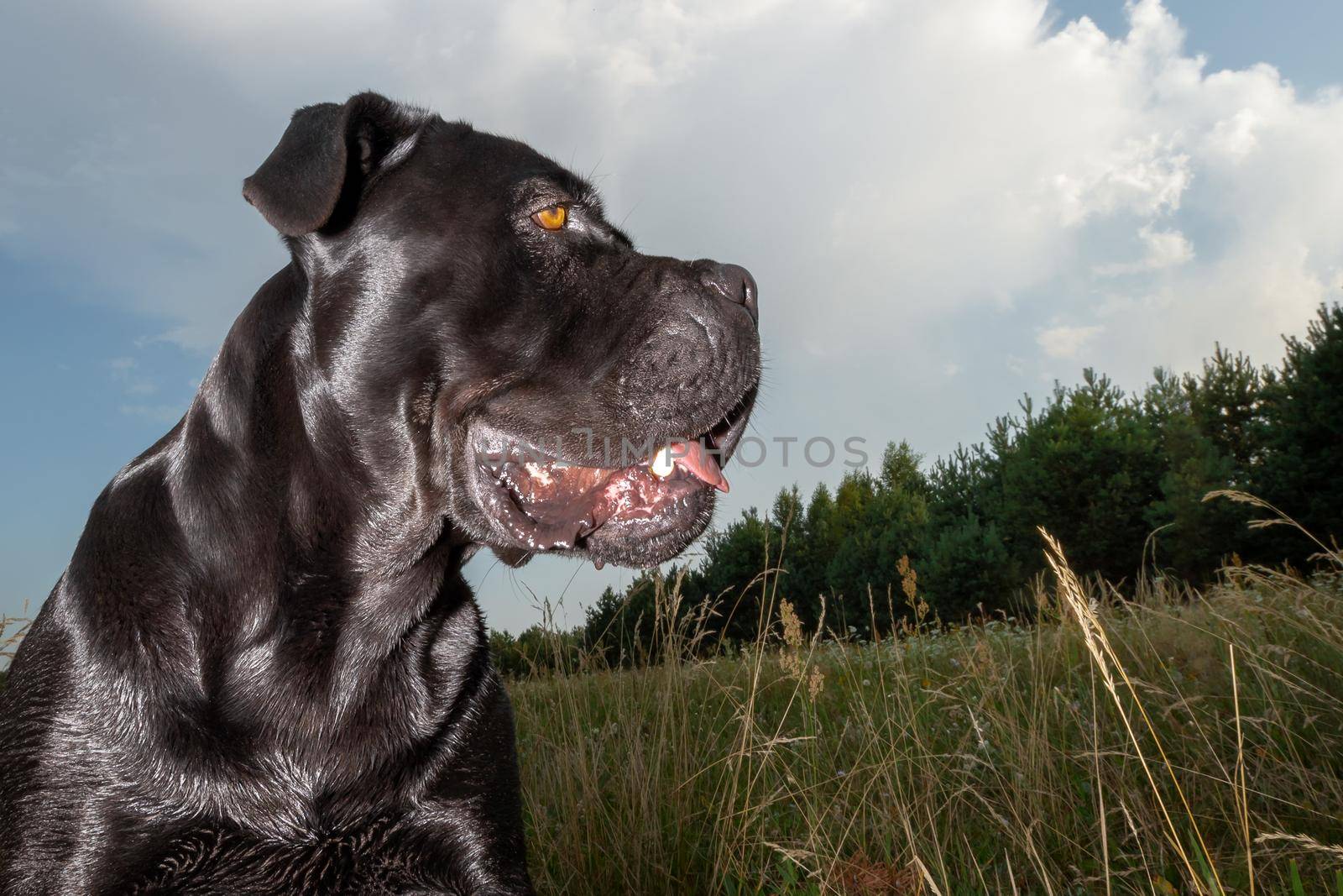 Portrait of cane corso dog in the meadow at late evening, shot from the bottom