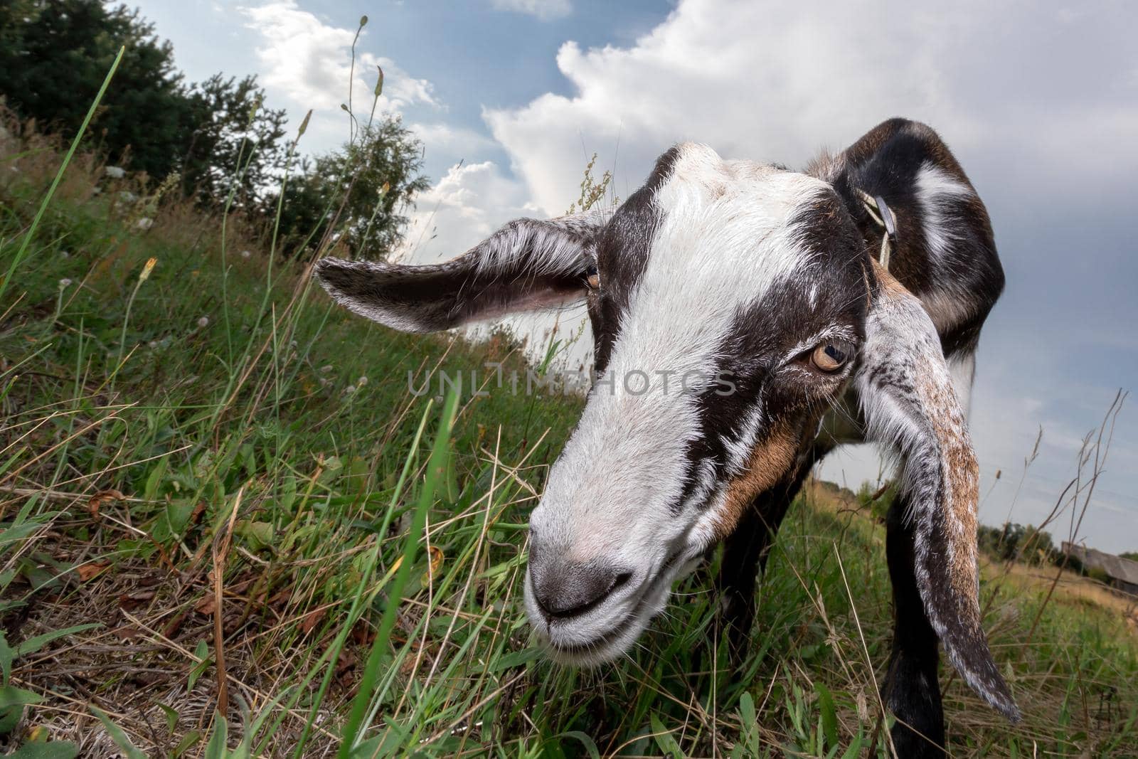 Young mule graze on the meadow and bent over eat green grass